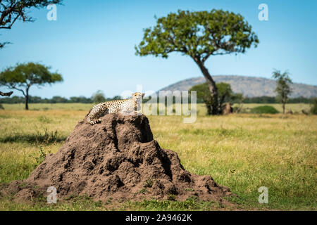 Cheetah (Acinonyx jubatus) se trouve sur une termite avec arbre derrière, Grumeti Serengeti Tengeti Tented Camp, Parc national de Serengeti; Tanzanie Banque D'Images