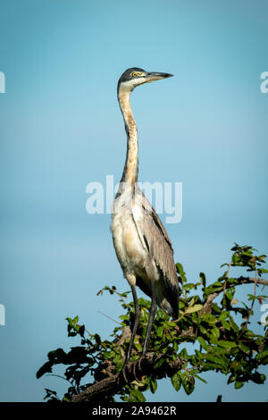 Héron à tête noire (Ardea melanocephala) dans un arbre sous ciel bleu, camp de Tented Grumeti Serengeti, parc national de Serengeti; Tanzanie Banque D'Images