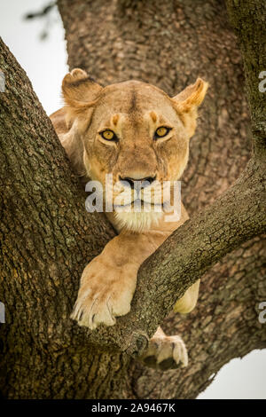 Lioness (Panthera leo) se trouve sur la branche avec des jambes dangling, Grumeti Serengeti Tented Camp, Parc national de Serengeti; Tanzanie Banque D'Images