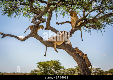 Deux lionesses et trois petits (Panthera leo) se trouvent dans un arbre, Grumeti Serengeti Tengeti Tented Camp, Parc national de Serengeti; Tanzanie Banque D'Images