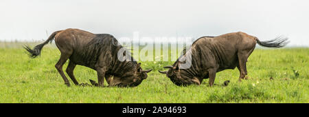 Panorama de deux hommes de combat de flétrissure bleue (Connochaetes taurinus), Camp de safari des années 1920 de Cottar, Réserve nationale de Maasai Mara, Kenya Banque D'Images