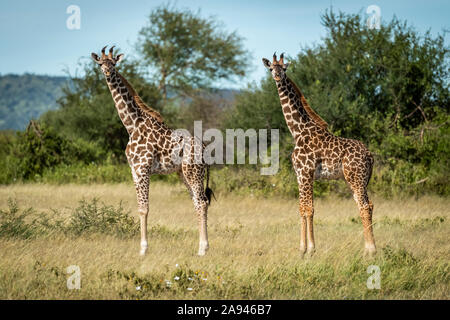 Deux veaux Masai girafe (Giraffa camelopardalis tippelskirchii) se reflètent, Grumeti Serengeti Tengeti Tented Camp, parc national de Serengeti; Tanzanie Banque D'Images