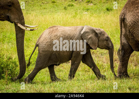 Randonnée de bébé éléphant (Loxodonta africana) entre adultes dans l'herbe, Camp de safari des années 1920 de Cottar, Réserve nationale de Maasai Mara; Kenya Banque D'Images