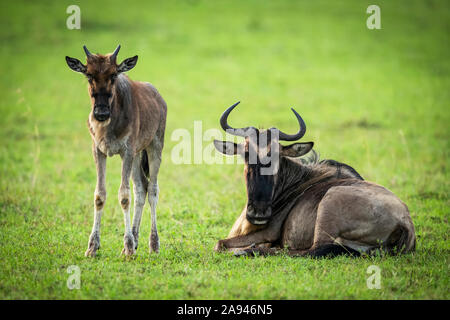 Photo de la mère et du veau du flétrissement bleu (Connochaetes taurinus), Klein's Camp, Parc national de Serengeti; Tanzanie Banque D'Images