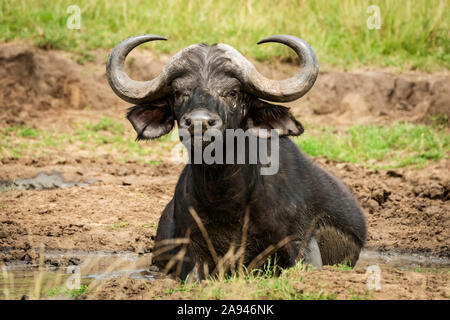 Cape Buffalo (Syncerus caffer) se trouve face à la caméra dans la boue, Klein's Camp, Parc national de Serengeti; Tanzanie Banque D'Images