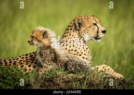 Cheetah et cub (Acinonyx jubatus), couchés sur la marbrure, camp de Tented Grumeti Serengeti, parc national de Serengeti; Tanzanie Banque D'Images