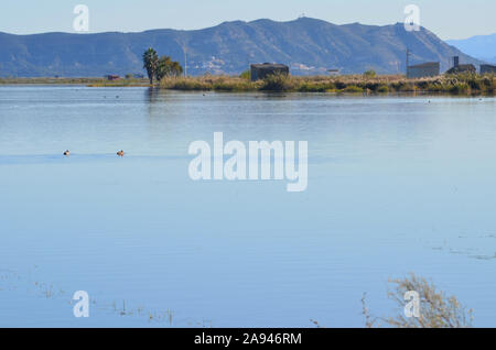 Parc naturel de s'Albufera, une zone humide d'importance internationale dans la région de Valence, est de l'Espagne Banque D'Images