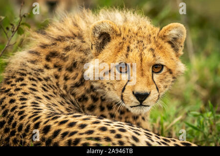 Gros plan de cheetah cub (Acinonyx jubatus) couché avec attention, camp de safari des années 1920 de Cottar, réserve nationale de Maasai Mara, Kenya Banque D'Images