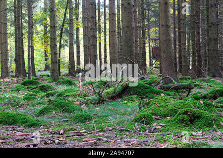 Scène de la forêt avec de la mousse et les feuilles dans l'avant-plan et en arrière-plan de siège haut chasseurs Banque D'Images
