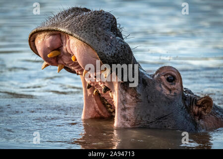 Gros plan de l'hippopotame (Hippopotamus amphibius) ouverture de l'embouchure dans la rivière, Grumeti Serengeti Tengeti Tented Camp, Parc national de Serengeti; Tanzanie Banque D'Images