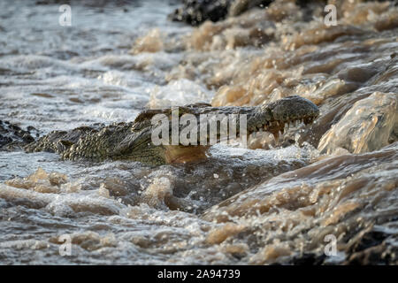 Gros plan du crocodile du Nil (Crocodylus niloticus) pêchant sous une cascade, camp de Tented Grumeti Serengeti, parc national de Serengeti; Tanzanie Banque D'Images