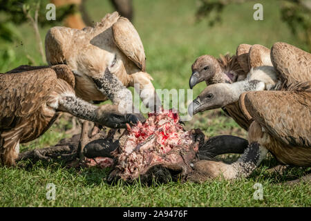 Gros plan des vautours à dos blanc (Gyps africanus) se nourrissant de tuer, Klein's Camp, Parc national de Serengeti; Tanzanie Banque D'Images