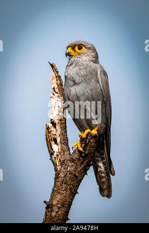 Un kestrel gris (Falco ardosiaceus) perche sur une souche d'arbre morte avec une lumière de chat dans son œil.Il fait face à gauche et a des plumes grises, une peau jaune ... Banque D'Images