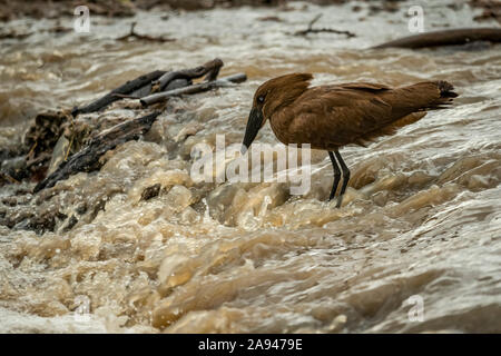 Hamerkop (Scopus umbretta) se dresse dans la rivière en attente de poisson, Grumeti Serengeti Tengeti Camp Tented, Parc national de Serengeti; Tanzanie Banque D'Images