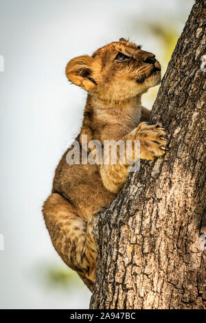 Lion cub (Panthera leo) embrayages tronc d'arbre regardant vers le haut, Grumeti Serengeti Tengeti Camp de Tented, Parc national de Serengeti; Tanzanie Banque D'Images