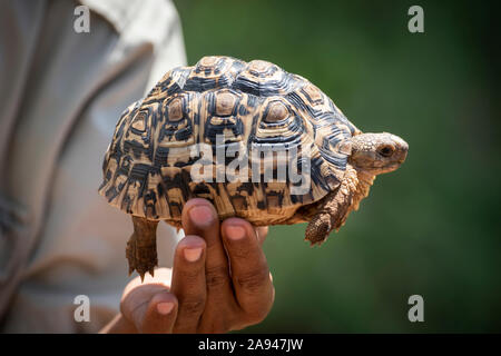 L'homme tient la tortue léopard (Stigmochelys pardalis) au soleil, Grumeti Serengeti Tengeti Tented Camp, Parc national de Serengeti, Tanzanie Banque D'Images