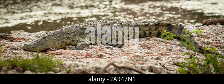 Le crocodile du Nil (Crocodylus niloticus) se trouve sur des bardeaux au bord de l'eau, camp de Tented Grumeti Serengeti, parc national de Serengeti; Tanzanie Banque D'Images