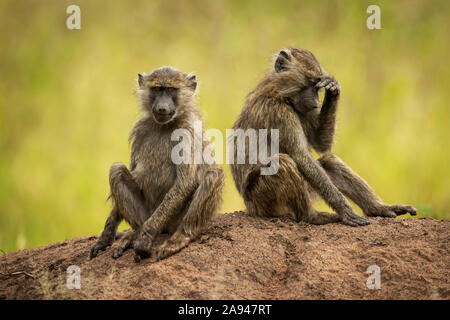 Deux babouins d'Olive (Papio anubis) sont assis sur la rive de la terre, Grumeti Serengeti Tented Camp, Parc national de Serengeti; Tanzanie Banque D'Images