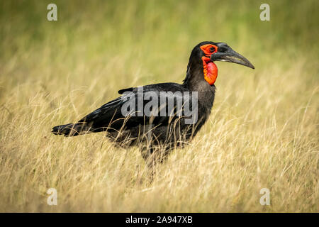 Le charme sudiste (Bucorvus leadbeateri) se dresse dans la haute herbe, Grumeti Serengeti Tengeti Tented Camp, Parc national de Serengeti; Tanzanie Banque D'Images