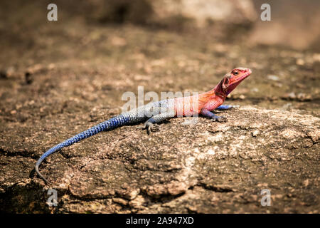 Spider-Man agama (Agama mwanzae) se trouve sur le rocher au soleil, dans le camp de safari des années 1920 de Cottar, dans la réserve nationale de Maasai Mara, au Kenya Banque D'Images