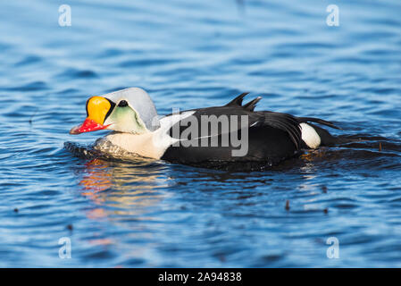 Eider à tête large mâle (Somateria spectabilis) Dans la reproduction de plumage nageant dans l'étang près d'Utqiagvik (anciennement Barrow) Sur le versant nord de l'Alaska Banque D'Images