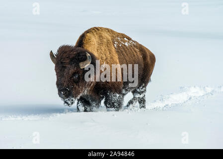 Le bull de Bison américain (Bison bison) labourage dans la neige profonde de la vallée de la rivière Firehole, parc national de Yellowstone, Wyoming, États-Unis d'Amérique Banque D'Images