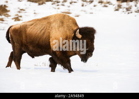 Bull américain (Bison bison) marchant dans la neige hivernale dans la vallée de Lamar, parc national de Yellowstone; Wyoming, États-Unis d'Amérique Banque D'Images