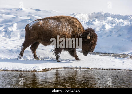 Scène d'hiver avec un taureau de Bison américain (Bison bison) marchant le long des rives de la rivière Madison, parc national de Yellowstone Banque D'Images