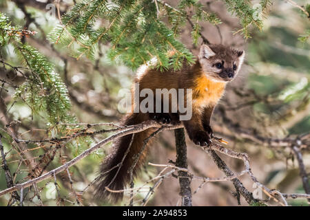 Marten américain (Martes americana) perchée sur une branche éperrique; Silver Gate, Montana, États-Unis d'Amérique Banque D'Images