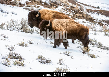 Paire de taureau de bison américain (Bison bison) sur une colline enneigée dans la vallée de Lamar, parc national de Yellowstone; Wyoming, États-Unis d'Amérique Banque D'Images