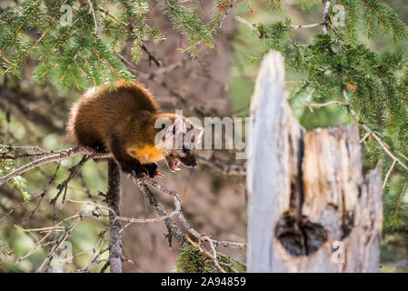 Marten américain (Martes americana) avec la bouche ouverte et montrant des dents perchées sur une branche à épi; Silver Gate, Montana, États-Unis d'Amérique Banque D'Images
