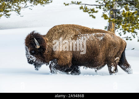 Le bull de Bison américain (Bison bison) labourage dans la neige profonde de la vallée de la rivière Firehole, parc national de Yellowstone, Wyoming, États-Unis d'Amérique Banque D'Images