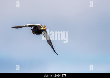 Eider à taches mâles (Somateria fischeri) Dans les plumage reproducteurs qui volent près d'Utqiagvik (anciennement Barrow) Sur le versant nord de l'Alaska Banque D'Images