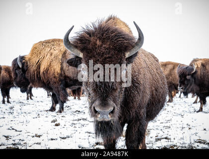 Gros plan du Bison des plaines (Bison bison) en regardant la caméra; Manitoba, Canada Banque D'Images