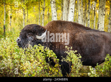 La Bule des plaines, ou Buffalo américain (Bison bison bison), à l’automne, parc national du Mont-Riding; Manitoba, Canada Banque D'Images