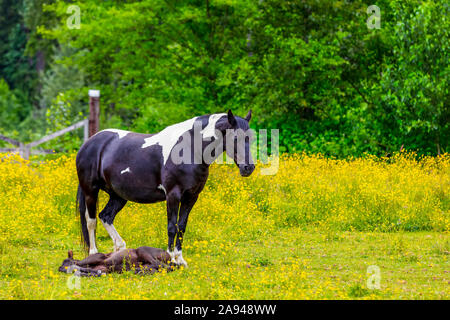 Cheval debout dans un pâturage avec foal couché à ses pieds; Canada Banque D'Images