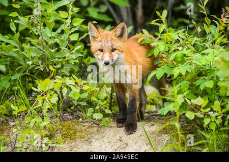 Le renard roux (Vulpes vulpes) ensemble des pairs des buissons par son den près de Fairbanks; Alaska, États-Unis d'Amérique Banque D'Images