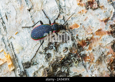 Rainbow Beetle (Carabus vietinghoffi) montrant ses couleurs irisées sur l'écorce de bouleau; Fairbanks, Alaska, États-Unis d'Amérique Banque D'Images