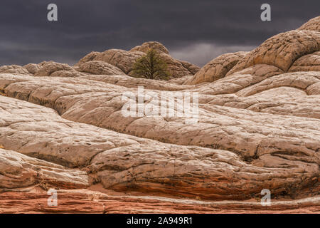 Les formations rocheuses et grès étonnantes de White Pocket, Arizona, États-Unis d'Amérique Banque D'Images