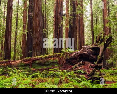 Debout dans les forêts de séquoias de la Californie du Nord. Les arbres sont massifs et atteignent le ciel; Californie, États-Unis d'Amérique Banque D'Images