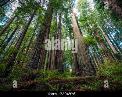 Debout dans les forêts de séquoias de la Californie du Nord. Les arbres sont massifs et atteignent le ciel; Californie, États-Unis d'Amérique Banque D'Images