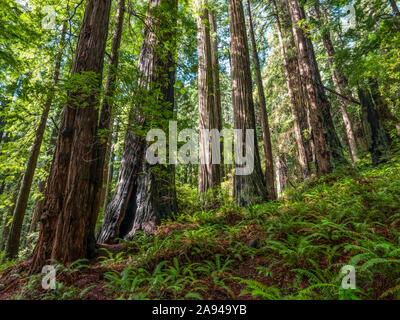 Debout dans les forêts de séquoias de la Californie du Nord. Les arbres sont massifs et atteignent le ciel; Californie, États-Unis d'Amérique Banque D'Images