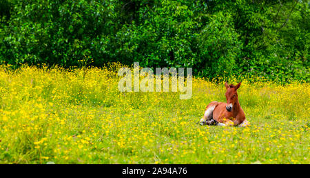 Foal couché dans un pâturage; Saskatchewan, Canada Banque D'Images