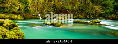 Forêt tropicale et rivière tranquille avec eau turquoise; Oregon, États-Unis d'Amérique Banque D'Images