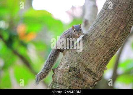 Chipmunk mignon est assis sur un arbre Banque D'Images
