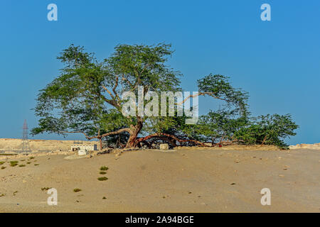 Arbre de Vie, Bahreïn Banque D'Images