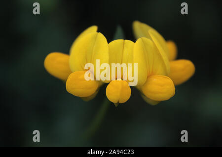 Jardin lotier capitule jaune close up Banque D'Images