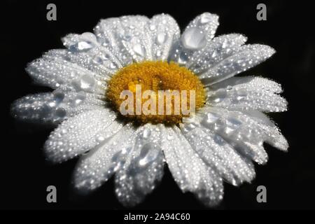 Oxeye Daisy dans la rosée du matin sur fond noir Banque D'Images