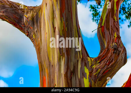 Eucalyptus arc-en-ciel (eucalyptus déglupt); Hawaii, États-Unis d'Amérique Banque D'Images