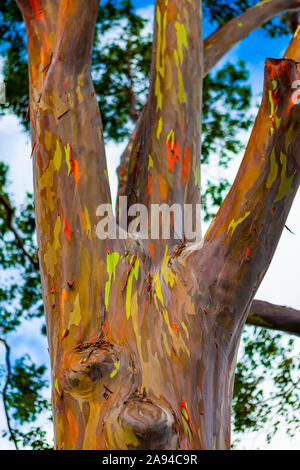 Eucalyptus arc-en-ciel (eucalyptus déglupt); Hawaii, États-Unis d'Amérique Banque D'Images